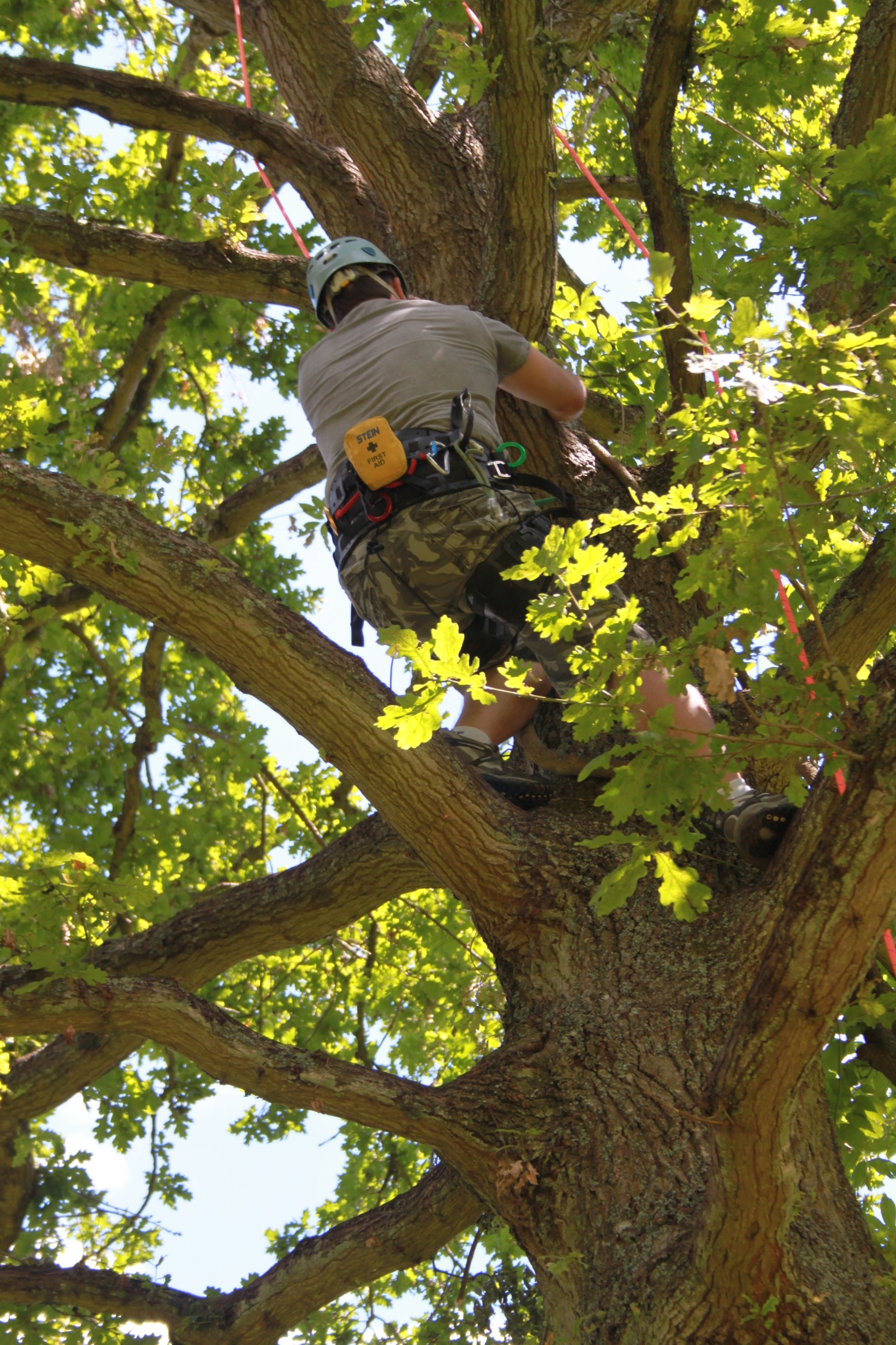 Experience Climbing A Tree Scott Fraser Training